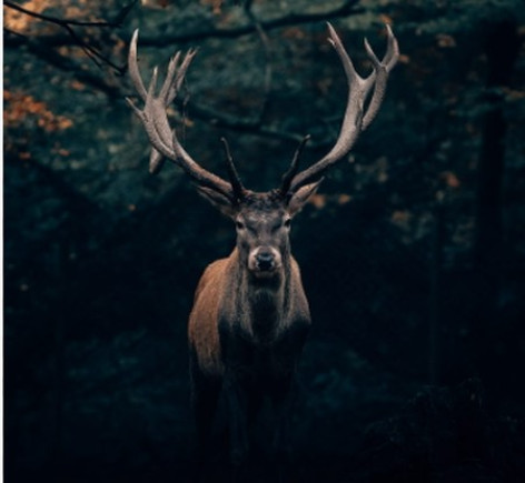 دانلود آهنگ اهوی منو کردن شکارش اصلی و ریمیکس